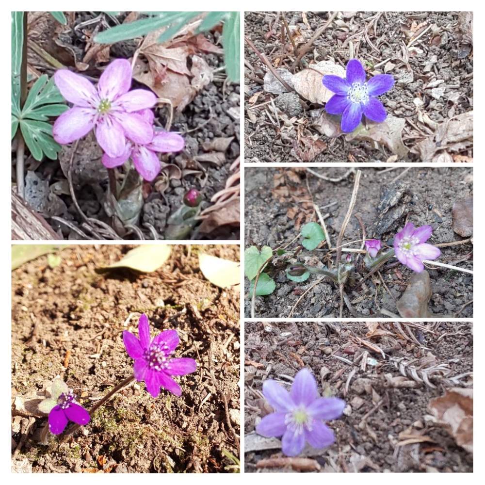 お出かけ先の画像 by パープルさん | お出かけ先とユキワリソウ(ミスミソウ)とピンクの花と山野草と可愛い花と春を告げる植物と春を感じる花とパープルの花と雪割草(ミスミソウ)とキンポウゲ科