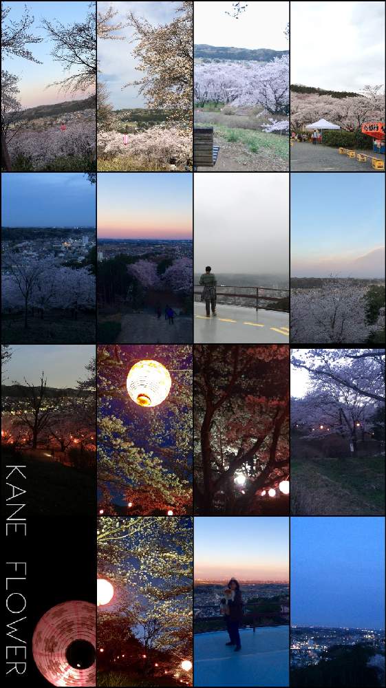 お出かけ先の画像 by kane flowerさん | お出かけ先とソメイヨシノと公園と今日のお花と埼玉県