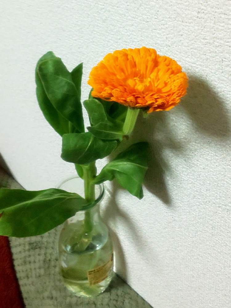 部屋の画像 by y312fさん | 部屋とキンセンカとイイハナプランと花の日チームとハナノヒとフラワークと休日のヒトハナとコロナに負けるな!と日比谷花壇のサブスク
