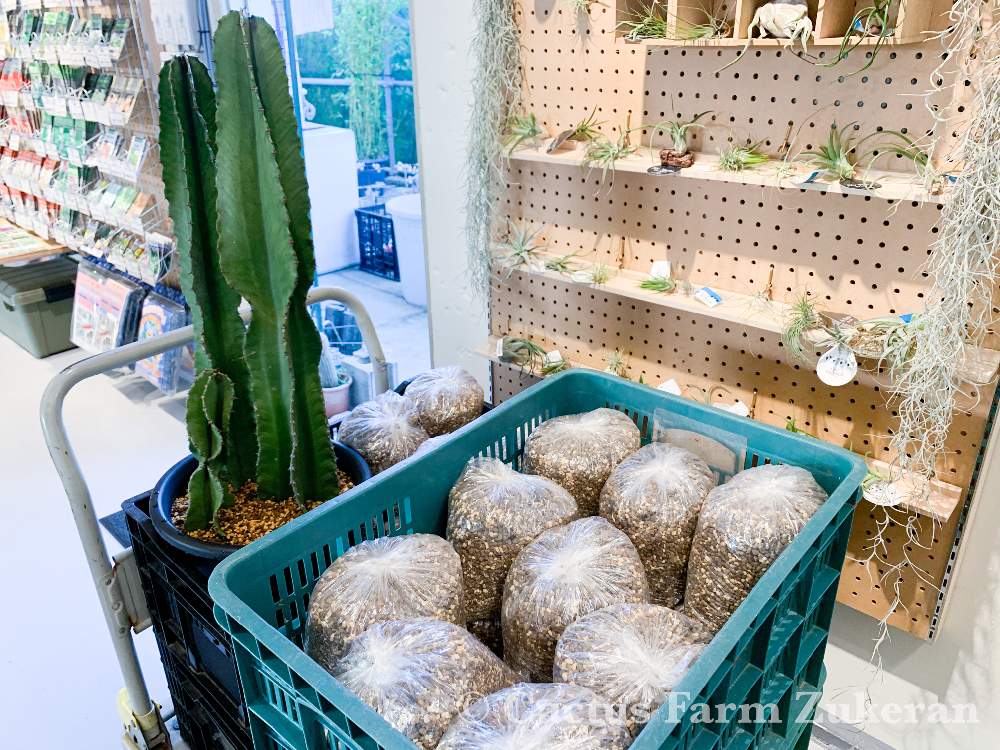 お出かけ先の画像 by ズケランサボテン園 Cactus farm Zukeranさん | お出かけ先と多肉植物とドライガーデンとサボテン科とcactusとズケランサボテン園とブレンド土とokinawaと沖縄とGS映えとGS日和とno green no lifeとおうち園芸と植中毒とcactus farm ZUKERANと多肉女子とGREEN UP!とハウス見学はお休みしておりますとsucculent