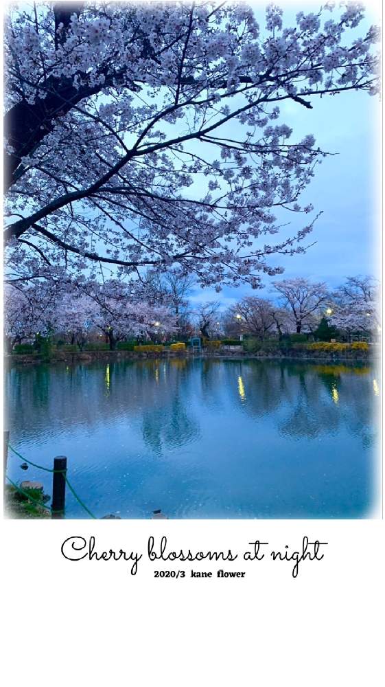 お出かけ先の画像 by kane flowerさん | お出かけ先とソメイヨシノと公園と埼玉県