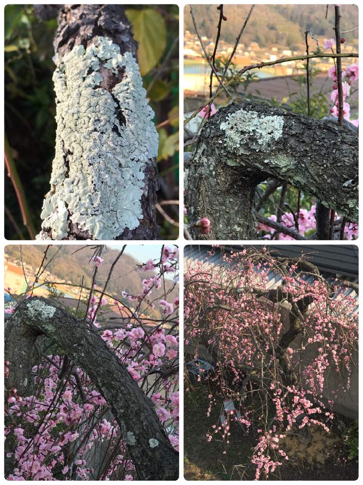 広い庭の画像 by 老マスターさん | 広い庭と庭の枝垂れ梅に苔大小