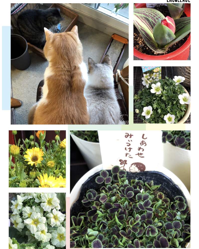 の画像 by 4匹の猫ママさん | 皆様に感謝します^_^と雲間草^_^と色合いが可愛いとチューリップ親指姫とプリカント^_^と愛猫^_^と仙台市青葉区界隈と皆様いつも有り難う^_^とポリアンと帰宅途中の出会い^_^とクローバー^_^