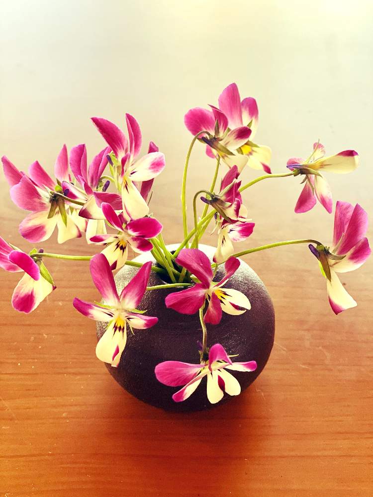 部屋の画像 by sankamiさん | 部屋とビオラと花のある暮らしと可愛らしいビオラとミニ花瓶とiPhone11ProPhoto