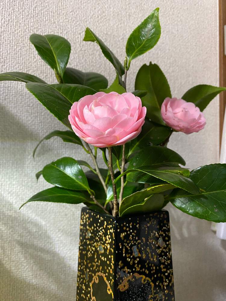 の画像 by ハナミズキさん | リビングにと乙女椿の花と被災地の皆様にエールをと医療従事者の方々に感謝します