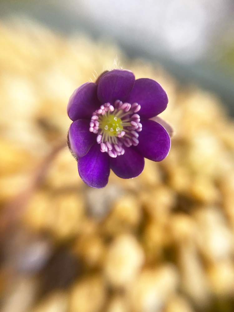 の画像 by まっしゅさん | ユキワリソウとお日様大好き♡と100均マクロレンズ初心者と紫色の花とおうち園芸と春よ来〜いと長野県とちっちゃい❤︎とかわちい