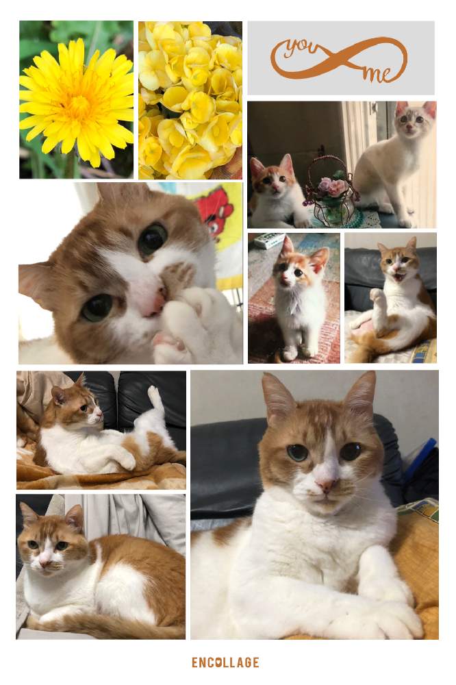 部屋の画像 by 4匹の猫ママさん | 部屋と皆様に感謝します^_^とみちのすけさんのニャンニャン祭り^_^とチャッピー^_^と愛猫^_^と仙台市青葉区界隈と皆様いつも有り難う^_^