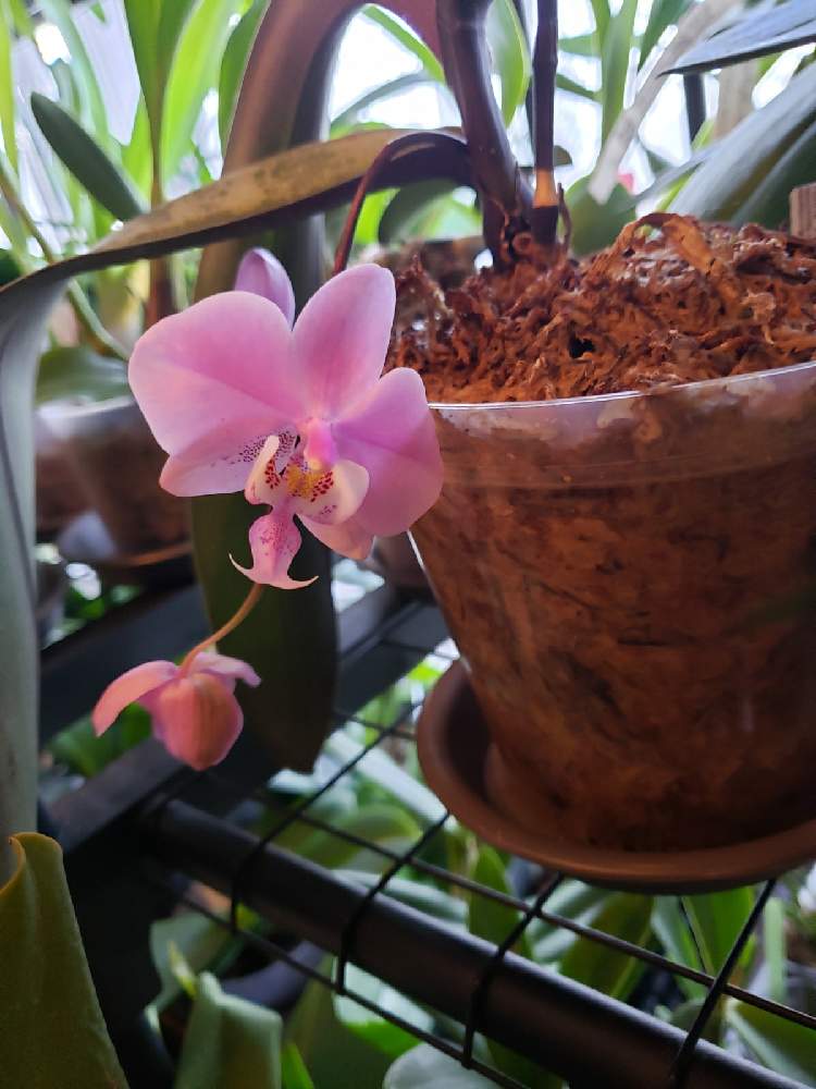 窓辺の画像 by みいちさん | 窓辺とPhal. schillerianaと洋蘭と胡蝶蘭が好き!