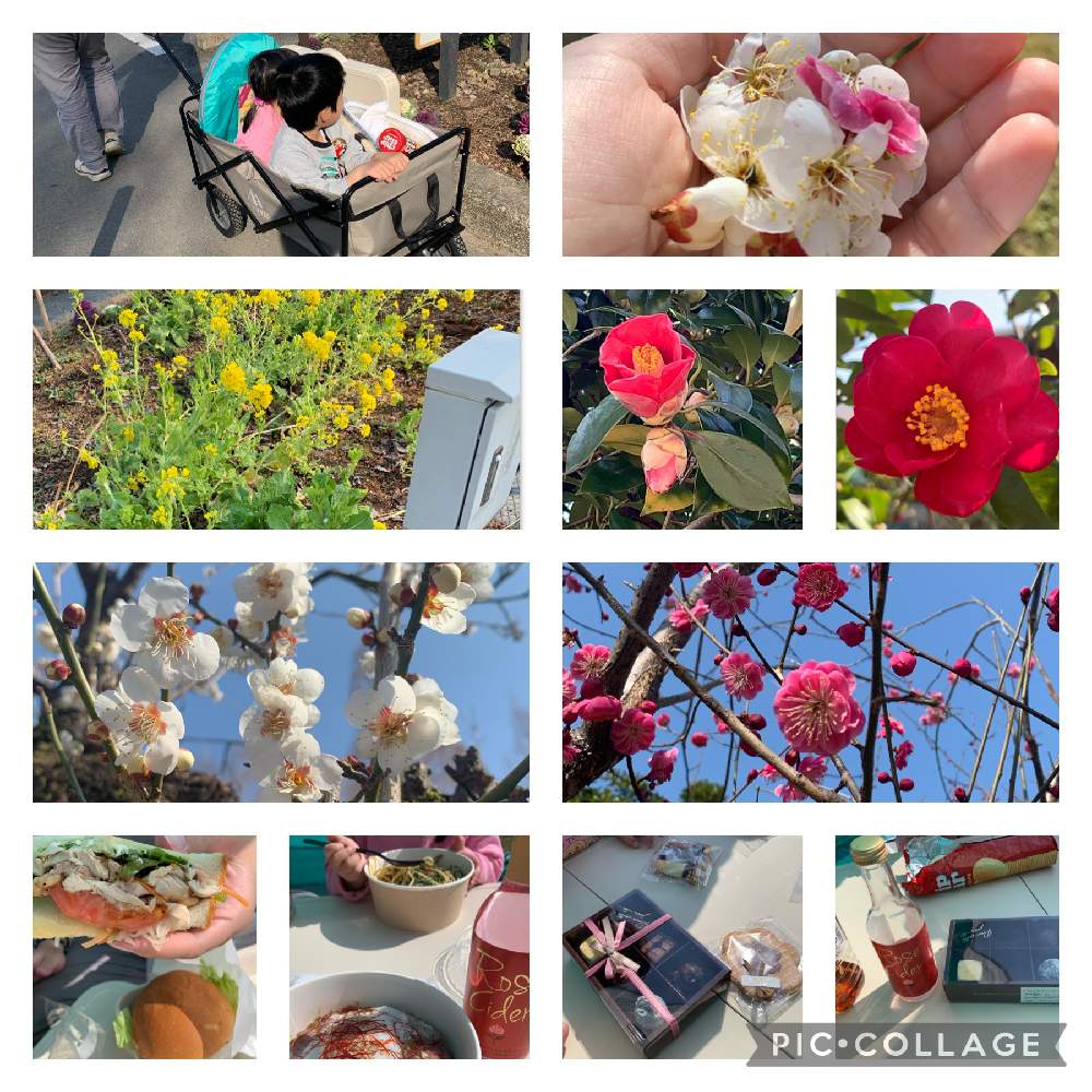 お出かけ先の画像 by ぽぉさん | お出かけ先とサザンカと菜の花と寒紅梅とつばきとピクニックと公園と長良公園と花のある暮らしとお散歩