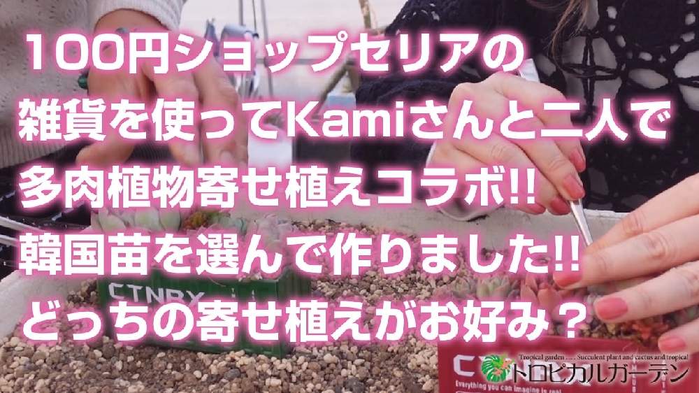 小さな庭の画像 by トロピカルガーデン埼玉さん | 小さな庭と多肉植物と韓国苗販売とおうち園芸とエケベリア属と多肉女子とトロピカルガーデン群馬とタニラーと多肉植物販売群馬とトロピカルガーデンと多肉植物販売埼玉と多肉植物 エケベリアとsucculent plantsとEcheveriaとsucculentとトロピカルガーデン埼玉