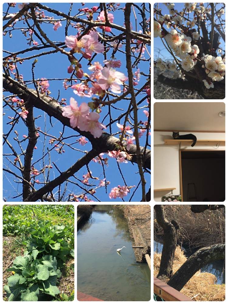 お出かけ先の画像 by クサガメかめこさん | お出かけ先とニャンニャン祭りと 梅の花と鳥たちとダイサギ(シラサギ)と早咲きの桜と土手と美しい風景とアオサギと菜の花♪