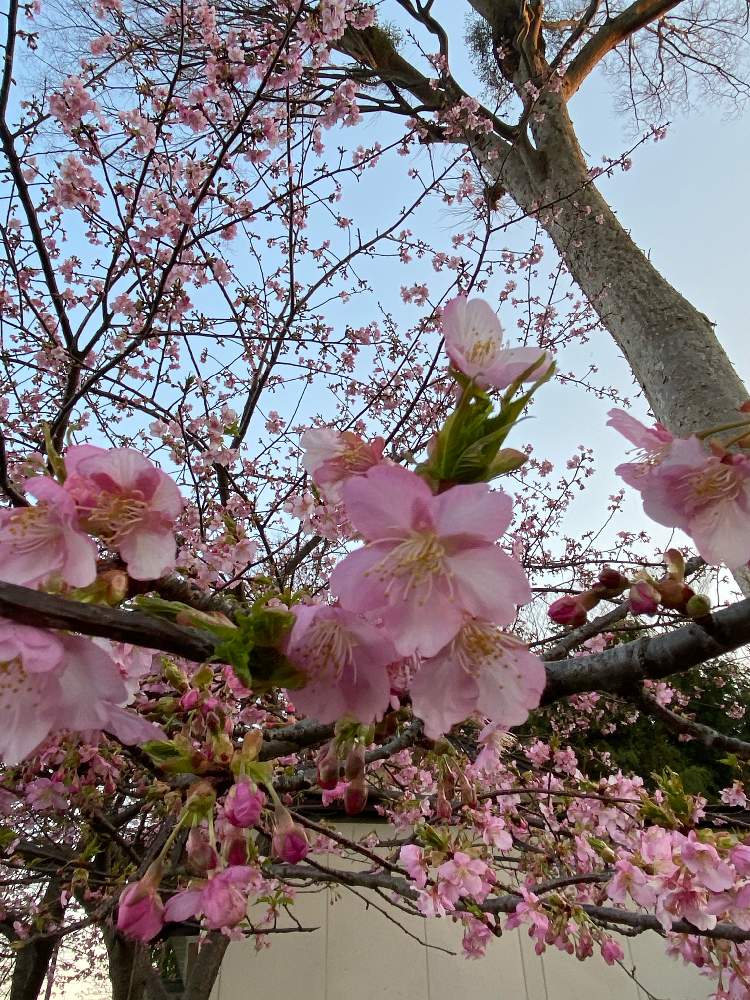お出かけ先の画像 by コスモスラブさん | お出かけ先と 河津桜と犬の散歩と川沿いの桜