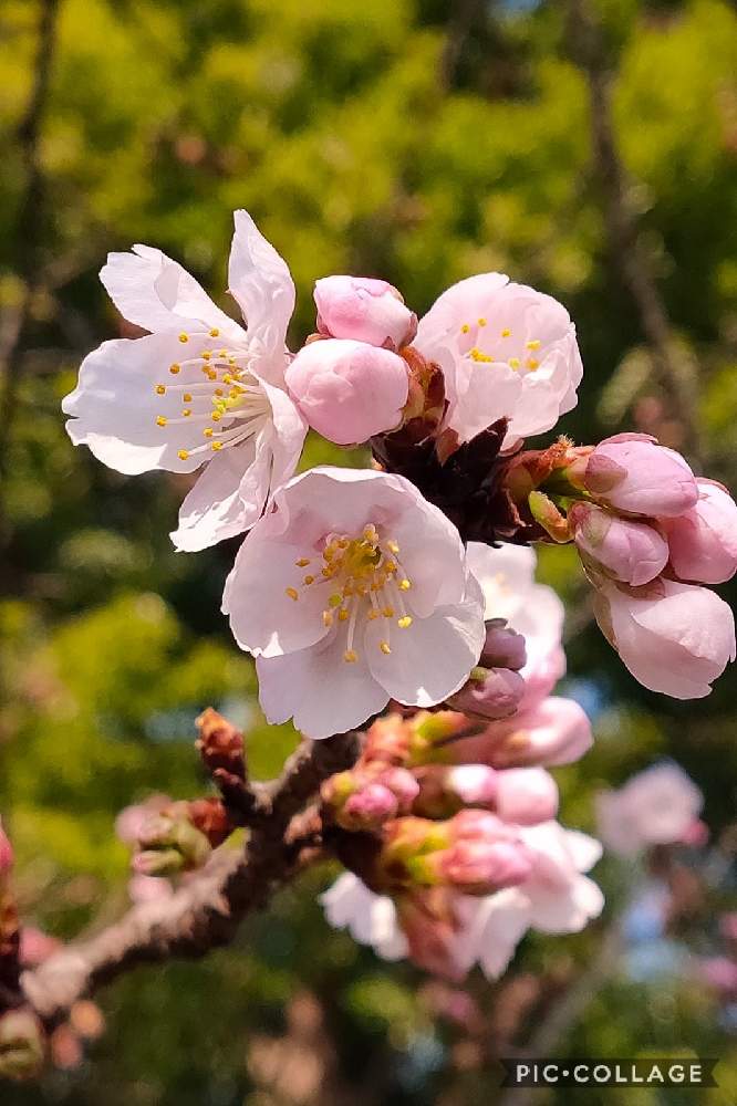 の画像 by reomamaだワンさん | カンザクラとピンクの花とお散歩の途中と春を感じる