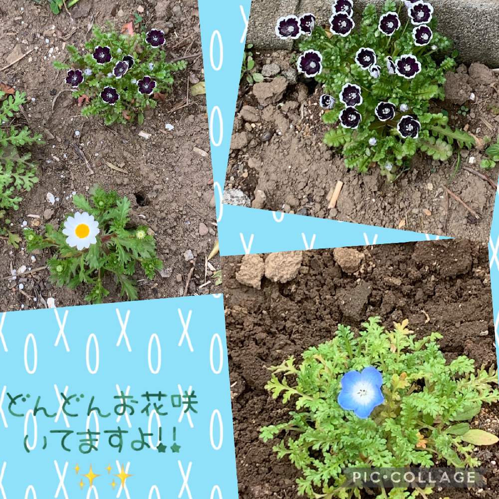 の画像 by 中村屋さん | ネモフィラとノースポールとクリサンセマムとネモフィラ ペニーブラックとネモフィラ・インシグニスブルーと感動!とお花が咲いたよと皆さんに感謝ともうすぐ春が来ると皆さんありがとう✨と暖かくなってきましたね!