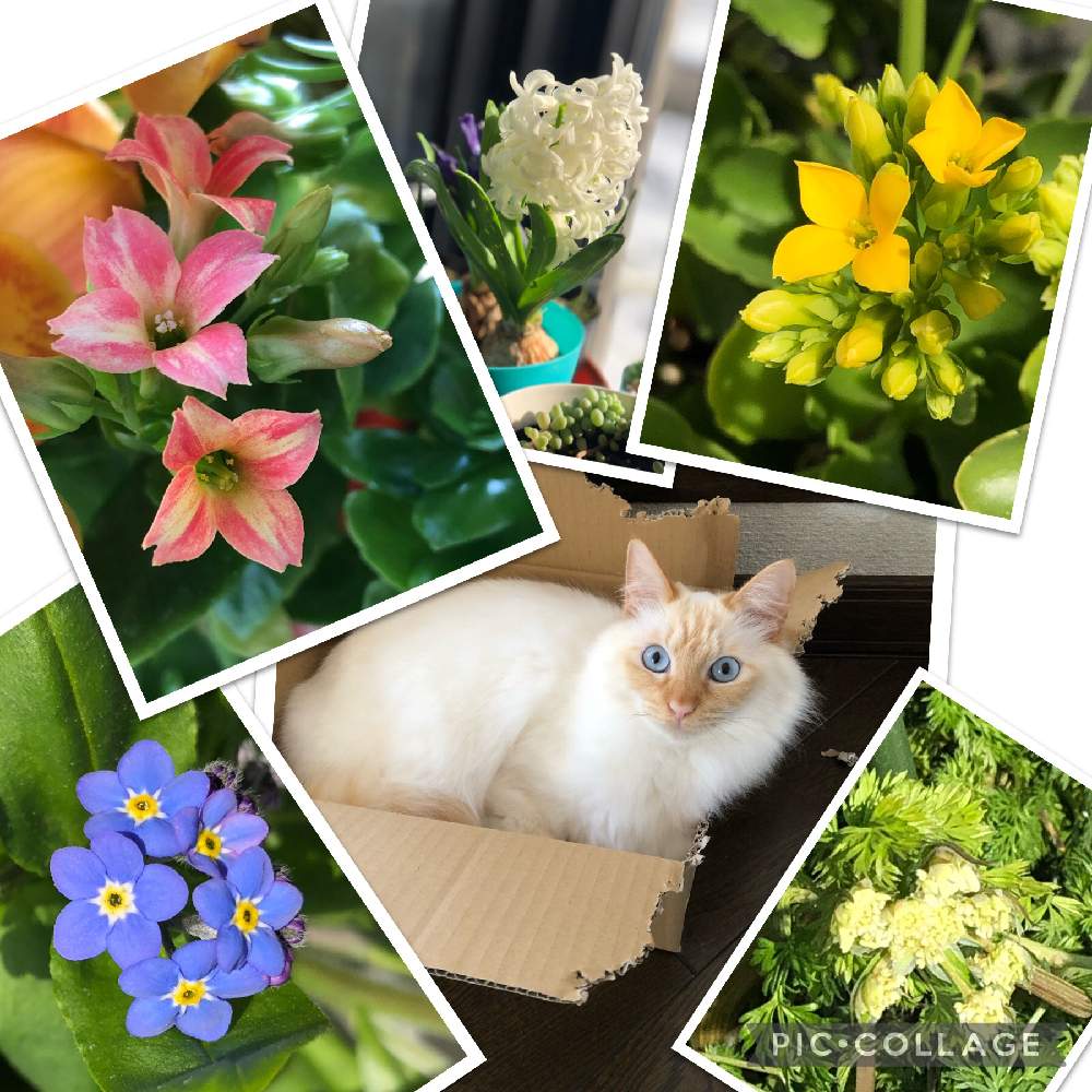 の画像 by まゆらさん | カランコエとカランコエとヒヤシンスと忘れな草とオルレアとニャンニャン祭りと薔薇好きとおうち園芸と今年も咲いてくれましたと零れ種からとネコ大好き