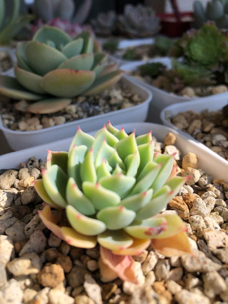バルコニー/ベランダの画像 by kotoさん | バルコニー/ベランダと養老と多肉植物と初多肉植物と病を植物で治すと多肉1年生とおうちにいようとエケベリア属と多肉女子とフォロワーさん。ありがとう。