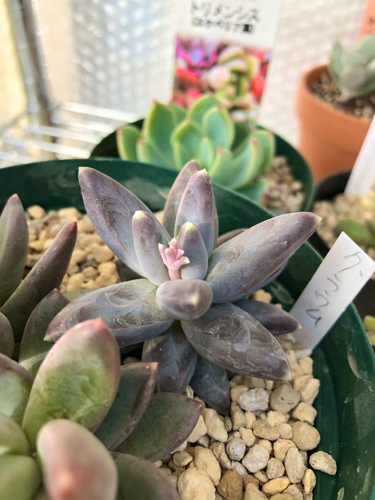 小さな庭の画像 by ひーさん | 小さな庭と多肉植物とこんもり寄せ植えと多肉衝動買いと寄せ植えと寄せ植え初心者とトロピカルガーデン群馬と多肉初心者とトロピカルガーデン埼玉