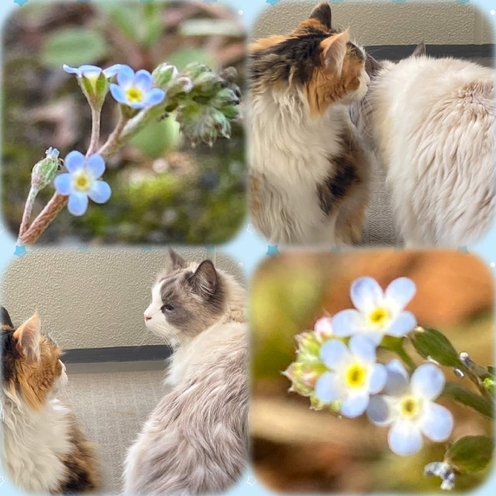 お出かけ先の画像 by kokoroさん | お出かけ先とキュウリグサ(胡瓜草)と見つけたよ♪とかわいい雑草と道草とにゃんにゃん祭りと雑草とにゃんにゃんと香りとかわいいと春よ来いとiPhone撮影