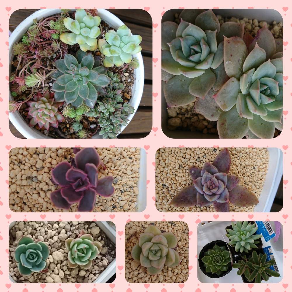 の画像 by クリスさん | 桃太郎と薄氷とアルフレッドとネオンブレーカーズと寄せ植えと多肉植物と多肉大好きとおうち園芸