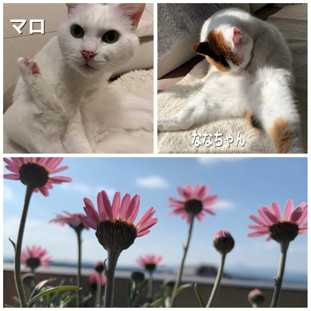 バルコニー/ベランダの画像 by 7マロさん | バルコニー/ベランダとローダンセマム プチマカロンとネコのいる暮らしとニャンニャン祭りと猫好きとベランダガーデンとガーデニングと花のある暮らしと猫のいる暮らし
