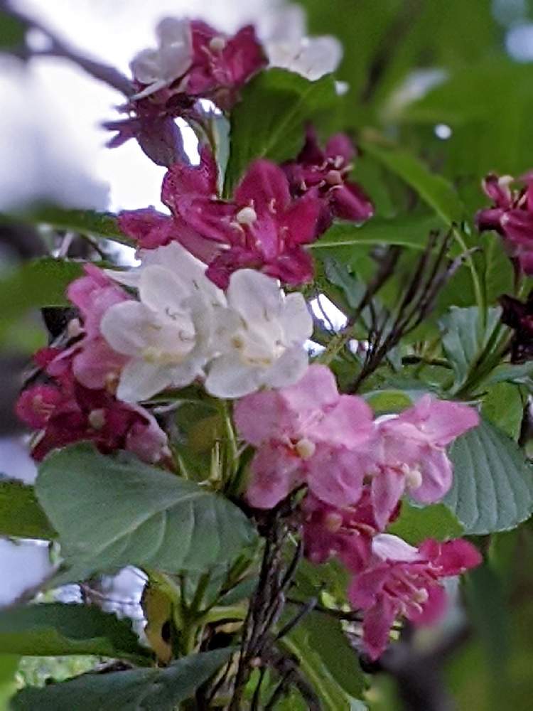 の画像 by 風船カズラさん | ウツギと川沿いと今日のお花とハコネウツギとウツギ♡と箱根空木