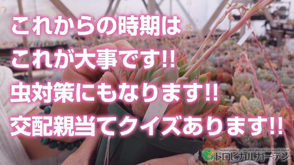 小さな庭の画像 by トロピカルガーデン埼玉さん | 小さな庭と多肉植物と韓国苗販売とおうち園芸とエケベリア属と多肉女子とトロピカルガーデン群馬とタニラーと多肉植物販売群馬とトロピカルガーデンと多肉植物販売埼玉と多肉植物 エケベリアとsucculent plantsとEcheveriaとsucculentとトロピカルガーデン埼玉