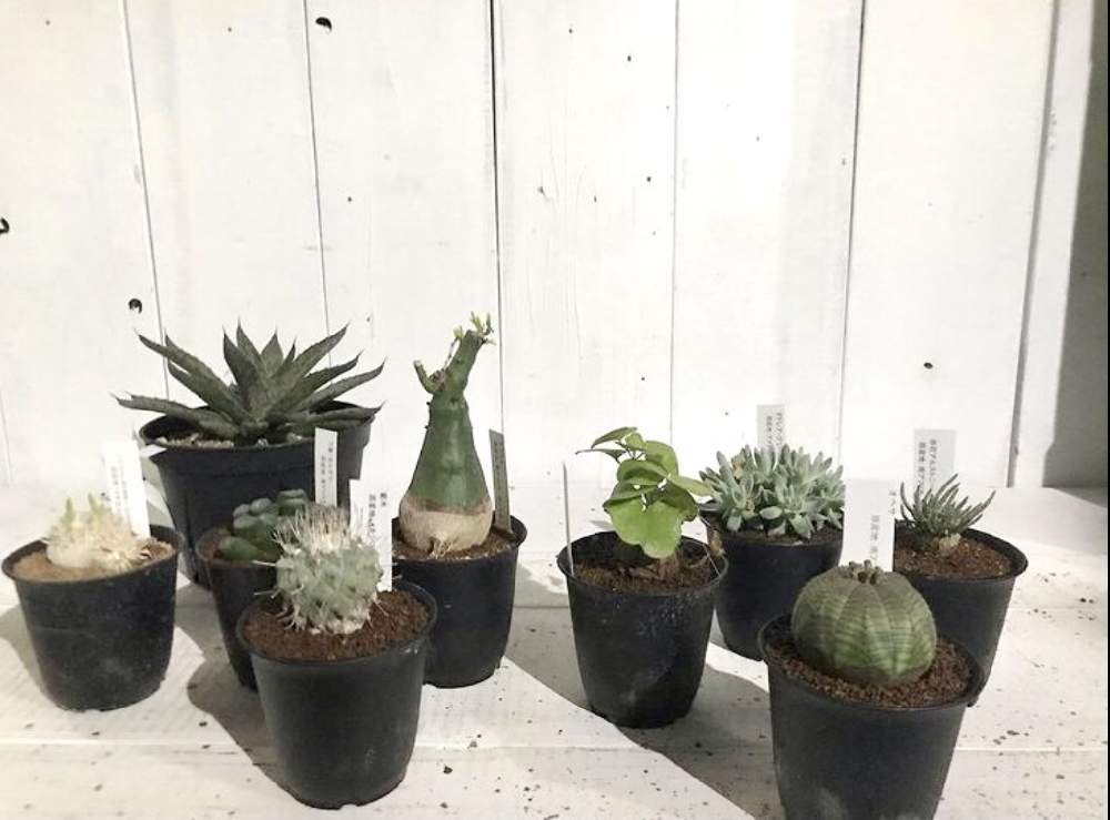 の画像 by CLUTCH FURNITUREさん | 多肉植物と恵比寿笑と黒プラ鉢とアガベ・笹の雪とパキポディウム属と男前プランツと観葉植物と植物のある暮らしと男前植物とユーフォルビア ・オベサと黒プラ鉢ある暮らしと植え替えシーズン到来!と黒プラ鉢ある生活と多肉植物のある暮らしと塊根植物と葉っぱアート