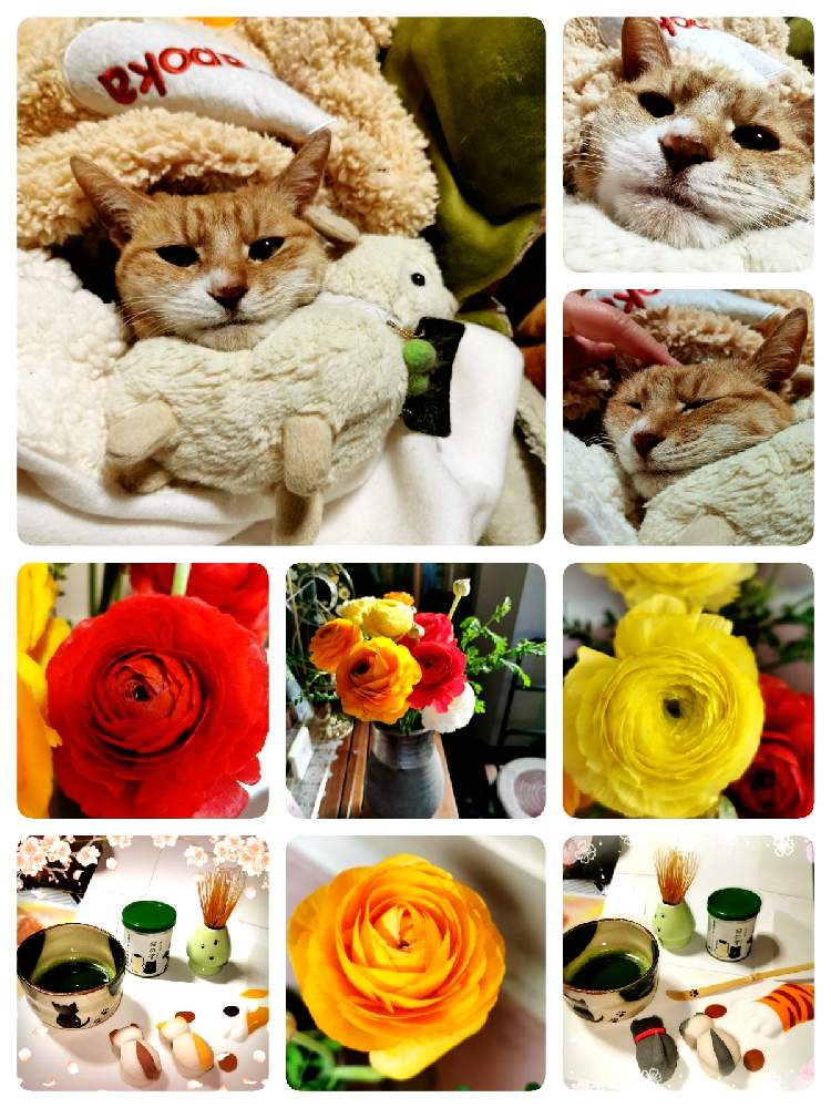部屋の画像 by マカロンさん | 部屋と小さな幸せ❤と元気カラー黄色の花と春の訪れとねこちゃん♡と素敵なラナンキュラスとねこ愛が止まらないとflowerとgsでの出会いに感謝♡と❇︎ラナンキュラスと猫の日と花のある暮らしとおうちで自然を感じるとにゃんこの日とニャンニャン祭り