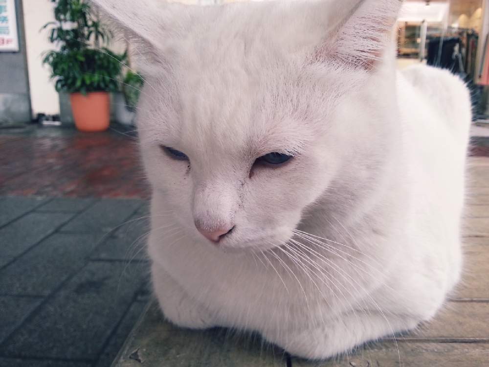 の画像 by シロネコさん | 猫の日とニャンニャン祭り