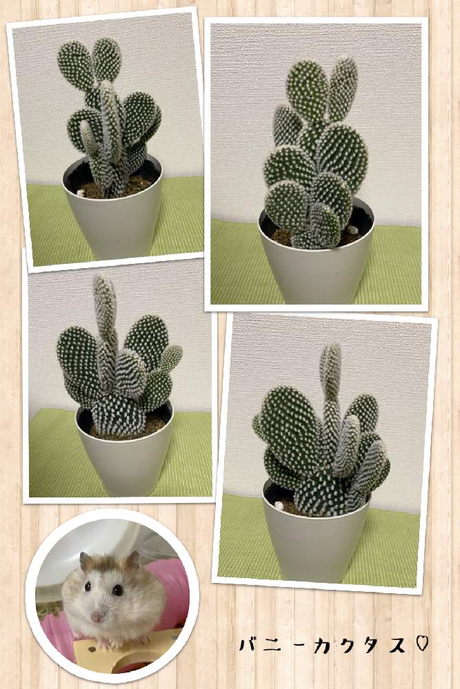 窓辺の画像 by 拓海さん | 窓辺とバニーカクタス♡と植物のある暮らしとサボテン初心者とサボテン♡と楽しいこと見つけようと多肉植物のある暮らしと植物に感謝と拓海家の多肉ファミリー♡とサボテンのある暮らしと多肉好きとハムスターとオプンチア属と花のある暮らし