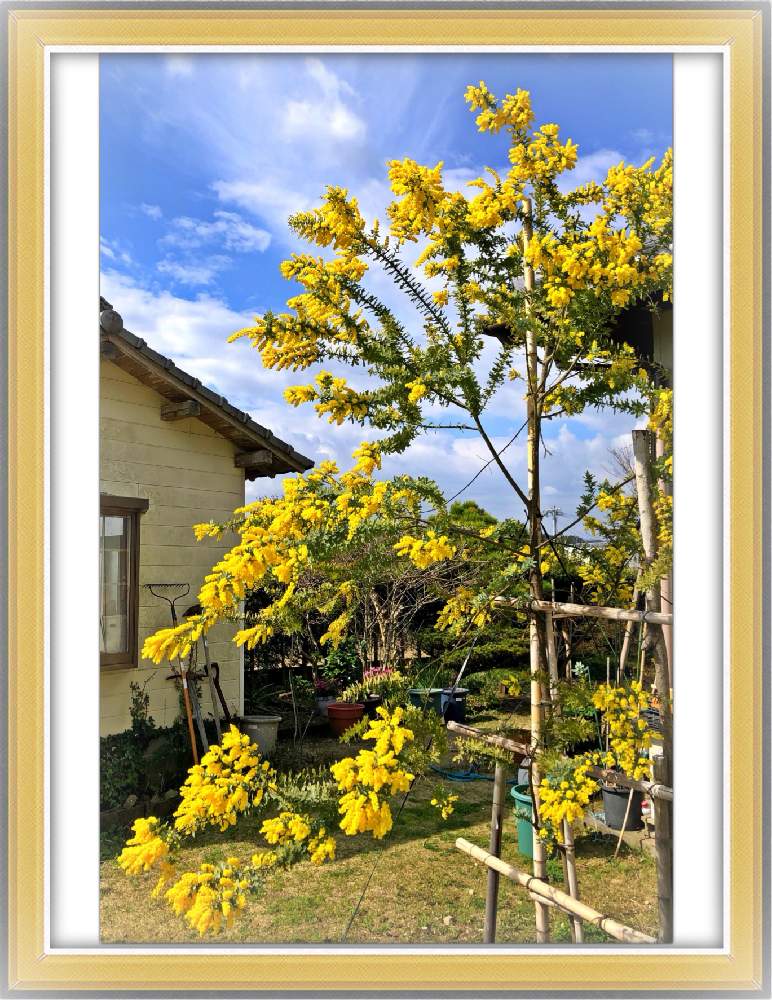 お出かけ先の画像 by Kazyanさん | お出かけ先と満開の房アカシアと納屋アトリエと知人の庭の花とフサアカシアの花満開 和堂とフサアカシアの花と房:フサアカシア:ミモザとアカシアの花シリーズ 和堂とミモザ 和堂とアカシアミモザとギンヨウアカシア✩と銀葉アカシア:ミモザ 和堂とアカシア:ミモザ 和堂とアカシアミモザの花シリーズ 和堂