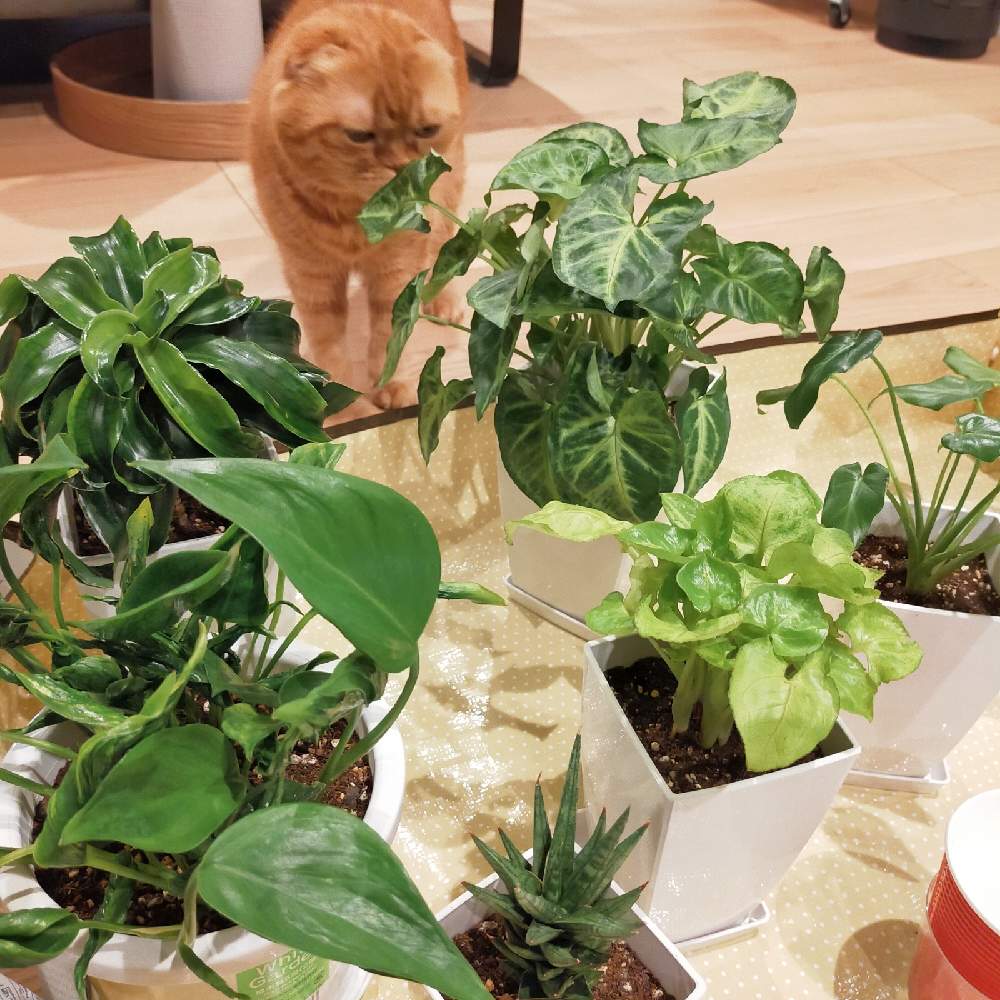 の画像 by m@yuさん | ねことインドアグリーンとボタニカルとNO GREEN NO LIFEと観葉植物と植欲が止まらないとおうちジャングルとグリーン!グリーン!グリーン!と色々とおうち時間とダイソーと植欲旺盛と植え替えとねこと緑のある暮らしと植中毒と植物好きと室内ジャングル化と観葉植物のある暮らしと葉脈フェチと葉っぱフェチとダイソー産