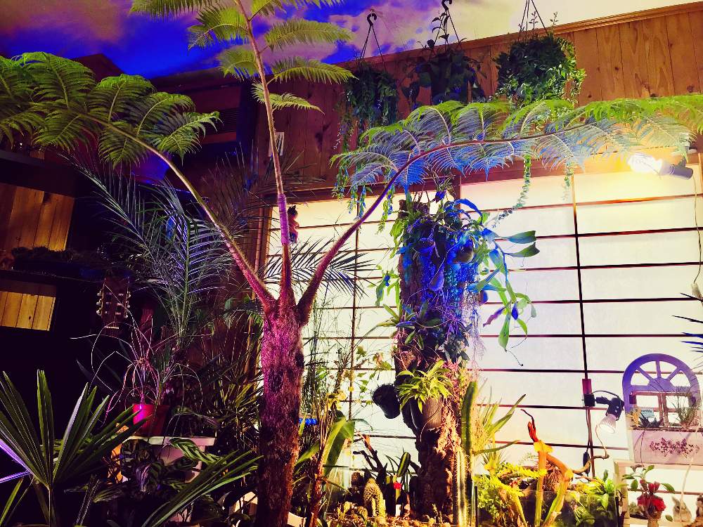 部屋の画像 by ꧁ Go-Yaチャンプルン꧂さん | 部屋とヘゴとジュエルオーキッドと地生蘭と観葉植物とジュエルラビシアと着生ランと食虫植物と室内温室と多年生多肉植物とイモリウムとパルダリウムとリビングジャングル化とビオトープ水槽とビニール温室とコーディネート自慢!リビング・ダイニングに合う大きめ観葉植物とメキシカンプランツと塊根植物(コーデックス)と苔テラリウムと熱帯植物とアクアリウムとエアプランツとビザールプランツ