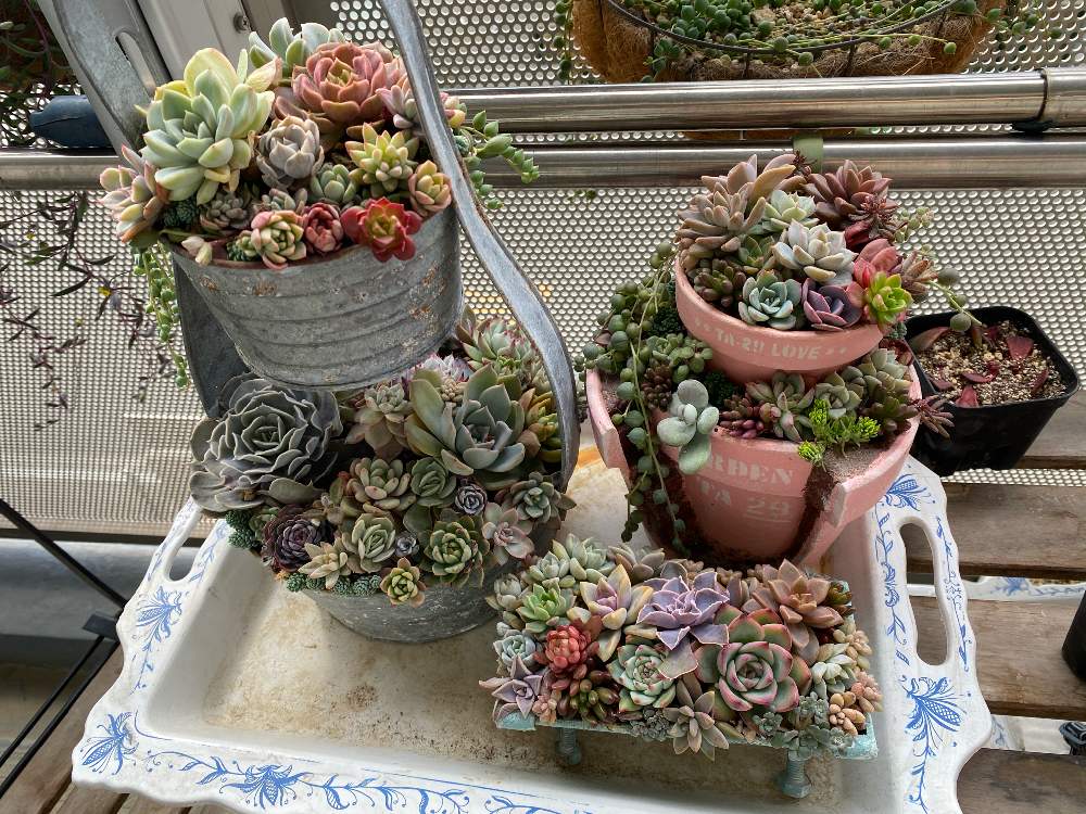 エントランスの画像 by tonさん | エントランスと多肉植物と多肉箱庭と寄せ植えとおうち園芸と多肉女子とリメ缶・リメ鉢とタニラーとDIYと多肉マンションと多肉コンテナと多肉寄せ植えと多肉植物 エケベリア