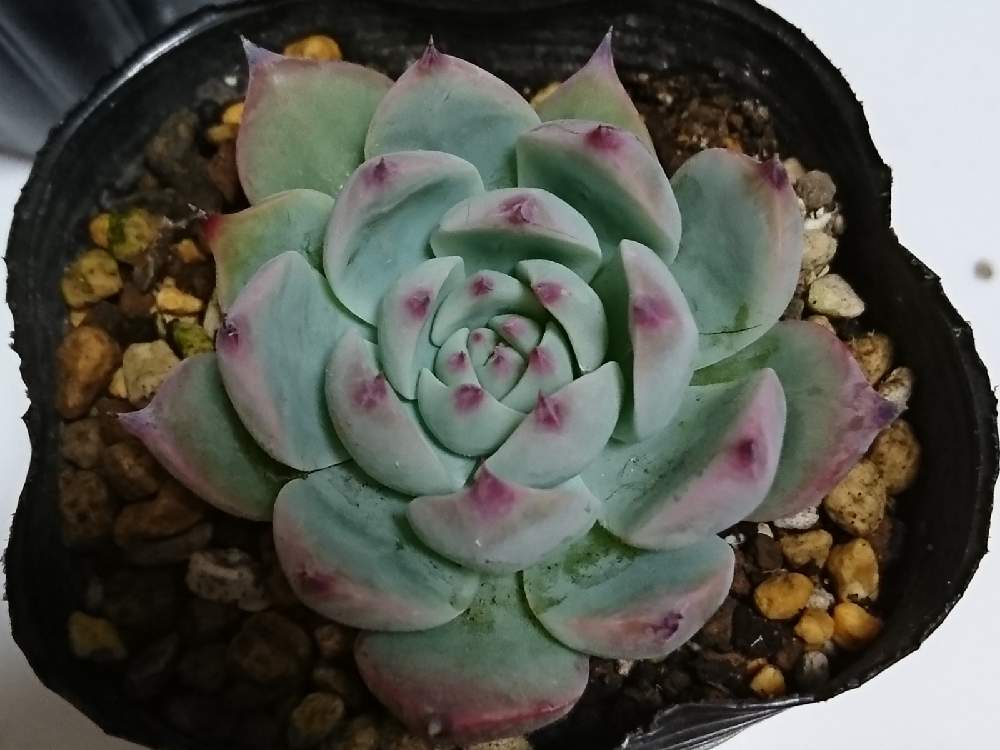 の画像 by クリスさん | 桃太郎と多肉植物と多肉大好きとおうち園芸と園芸店とお出かけ