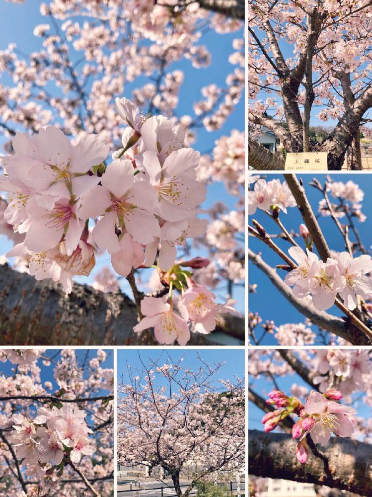 お出かけ先の画像 by shippo ฅˆ•ﻌ•ˆฅ(ニックネーム変更しました)さん | お出かけ先と玉縄桜と癒されます♡と笑顔を忘れないでと植物に感謝と春がきた♪と陽の光を浴びてと今日も上を向いて!