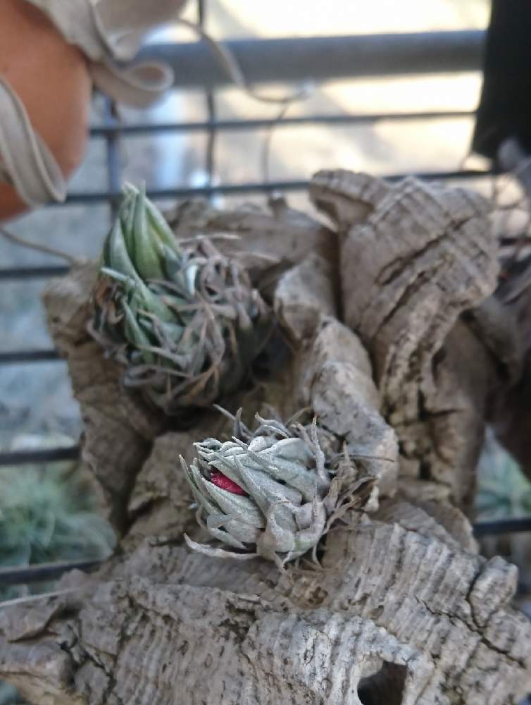 広い庭の画像 by かき揚げさん | 広い庭とチランジア カウツキーと多肉植物と植中毒と温室と多肉おばちゃんとエアプランツとエアープランツ/チランジア