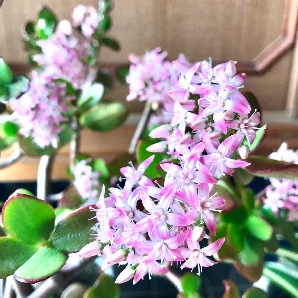 玄関の画像 by アンジュローズ 徳島 阿南さん | 玄関と金のなる木と金のなる木の花と多肉植物と実家の花