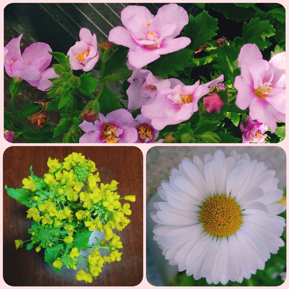 の画像 by なおみ♥さん | デージーとバコパと菜の花と嬉しいといやされる♡とコロナおしりペンペン( ・᷄ὢ・᷅ )と嬉しいいただきもの♡とお花が可愛いと花のある暮らしとコロナ消えろ‼ビーム‼