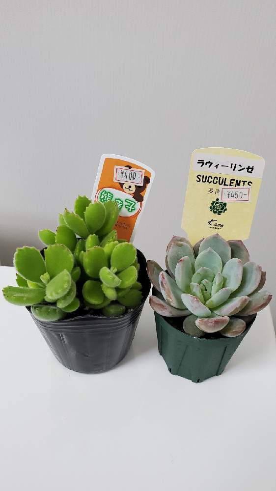 部屋の画像 by JUNさん | 部屋とラウィーリンゼとくま童子と多肉植物とfeelさんとおうち園芸