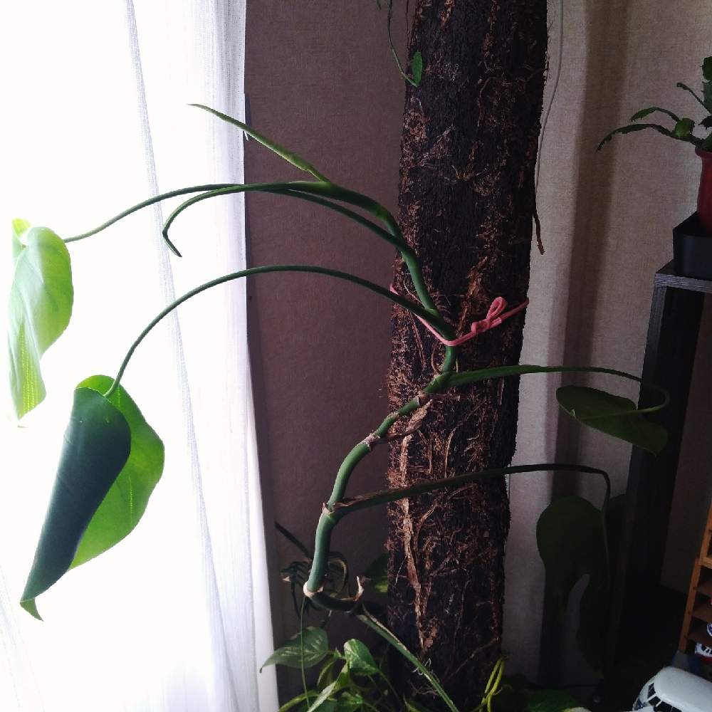 部屋の画像 by まりみさん | 部屋とモンステラ属と植中毒とお部屋ジャングル化計画とおうち園芸