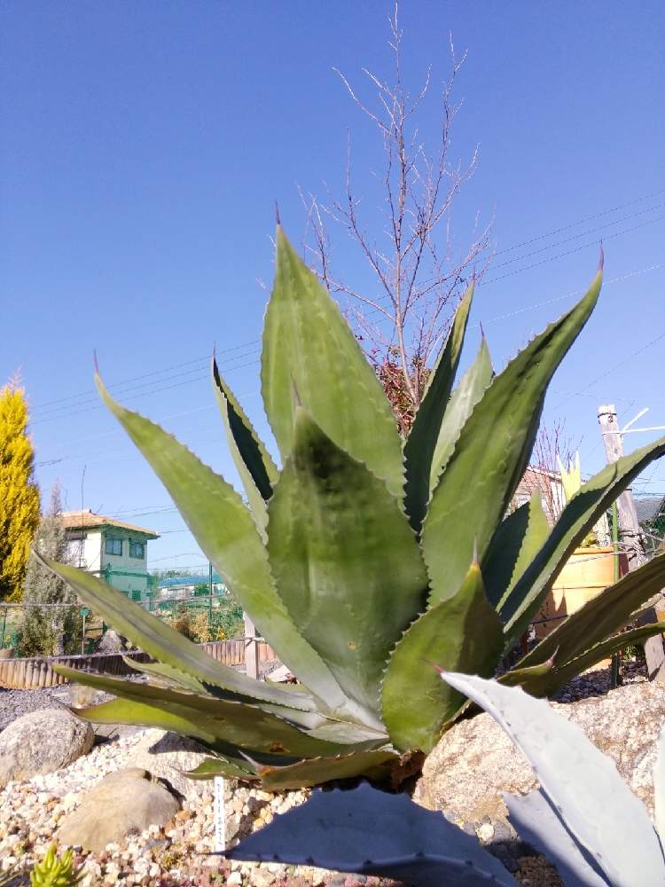 の画像 by えいきち×GARDENさん | トゲトゲとアガベ AGAVEとロックガーデンと露地植えとGS永ちゃん部と手作りの庭とアガベあるあるとCAT'S EYE MISSIONと庭づくりと本日撮影分とアガベ大好きと地植えとアガベ属