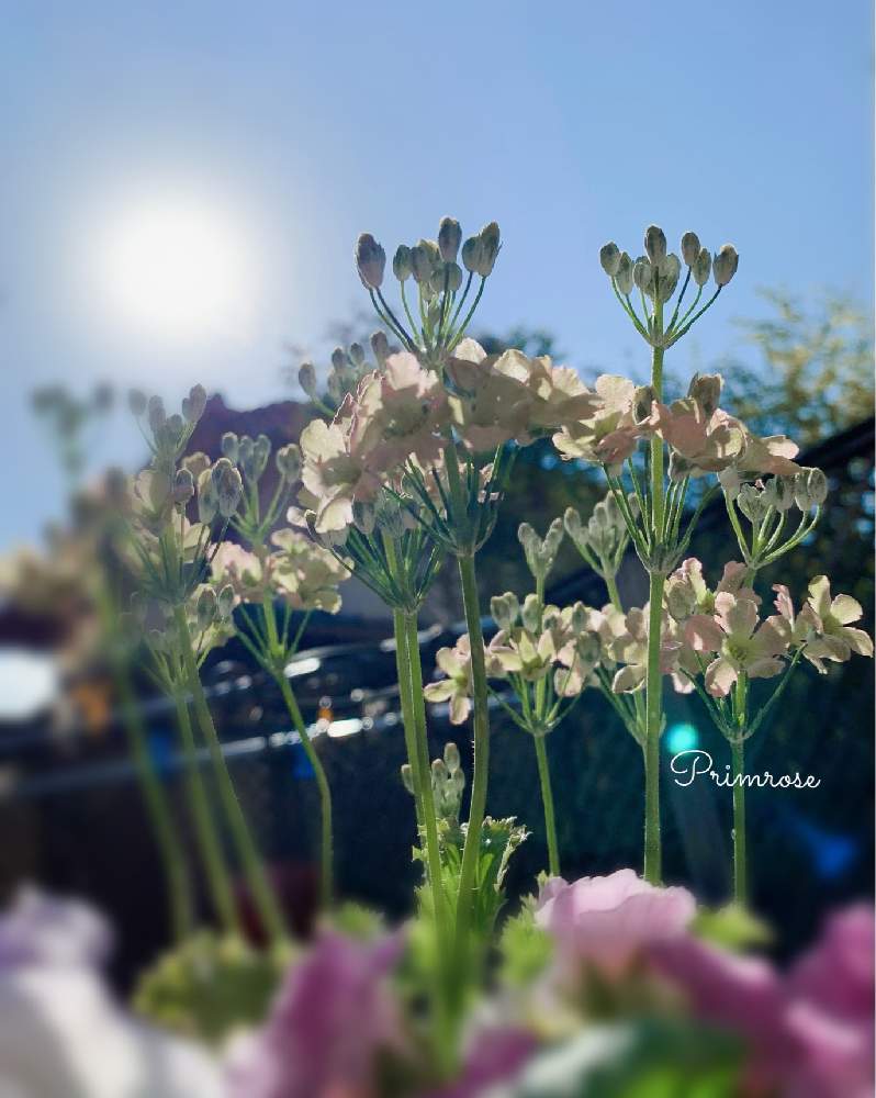 の画像 by oharuさん | さくら草と今日のさくら草とさくら草ピーチとさくら草の寄せ植え