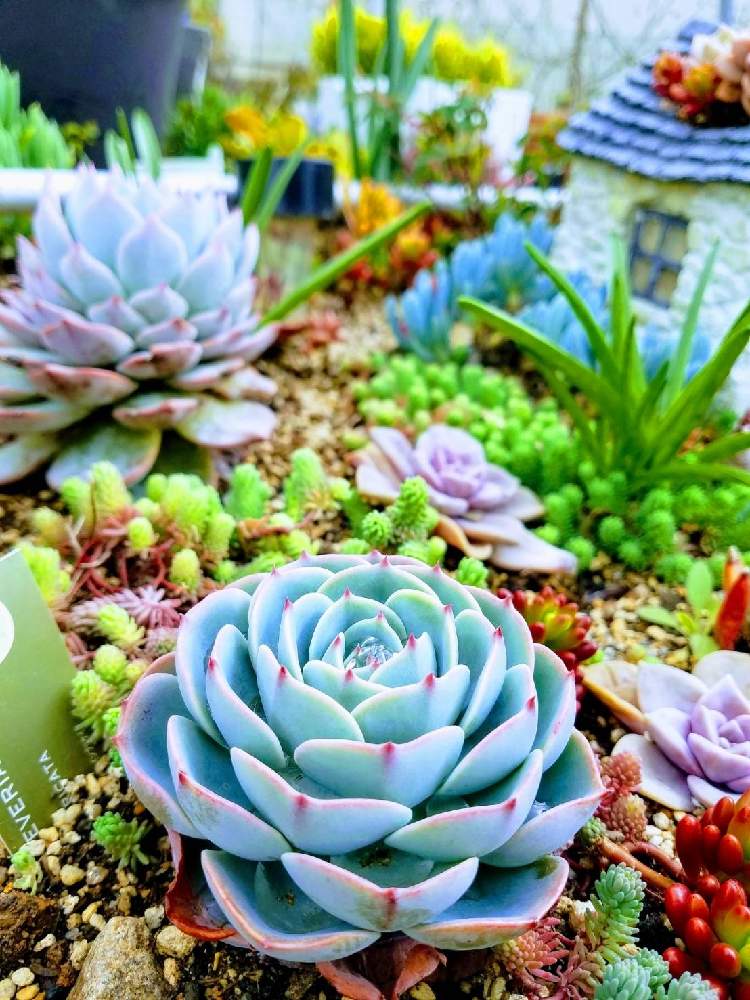 の画像 by えいきち×GARDENさん | 多肉植物と 七福神と多肉大好きとロックガーデンと露地植えとGS永ちゃん部と手作りの庭とCAT'S EYE MISSIONと庭づくりとタニク川柳と寄せ地植えとえいきち★ガーデンと多肉寄せ植えと地植え