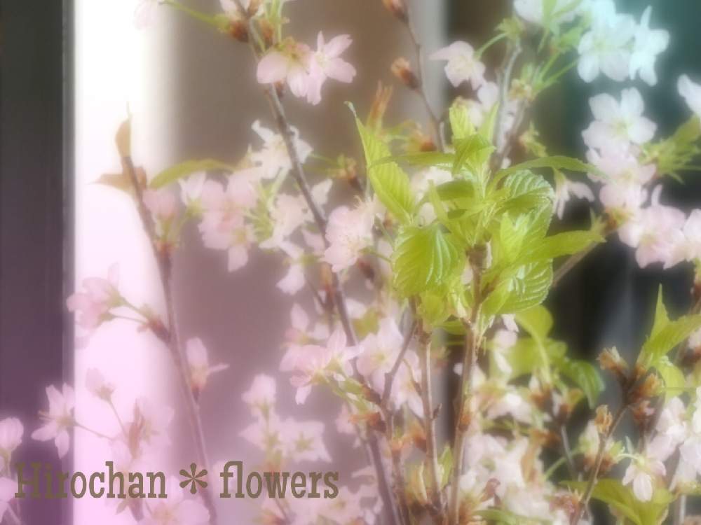 和室の画像 by Hirochan* flowersさん | 和室と医療・介護の皆様に感謝と小さなお花と啓翁桜.といつもありがとう♡とコロナに負けるな!とピンク色の花とふんわり優しい色と花瓶の花とお花好きの人と繋がりたい