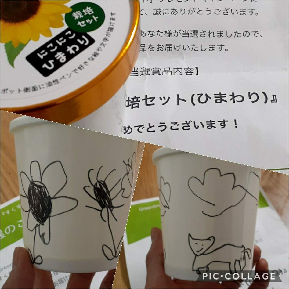 小さな庭の画像 by なおき( ノД`)さん | 小さな庭とGSforキッズとGSキッズプロジェクトと#親子園芸