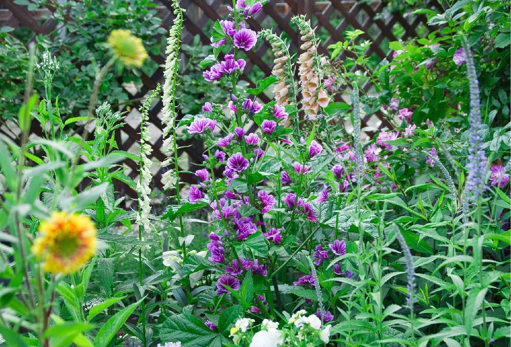 広い庭の画像 by emuzupapaさん | 広い庭とWEEKEND FLOWERとバラ壁面と写真撮影とGS映えとつるバラとGS日和と豪雪地帯のガーデニングとおうち園芸とカメラ撮影とイングリッシュガーデンとバラ・オールドローズとガーデニングと花のある暮らしときれいな景色と❤️透き通る美しさと花景と色あざやかとカメラ好き☆と庭の宿根草