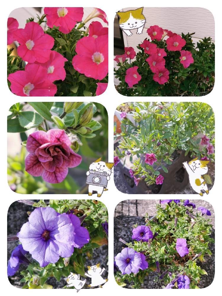 の画像 by マカロンさん | サフィニア♪と春のお花と小さな幸せ❤と春の訪れとflowerとgsでの出会いに感謝♡とペチュニア☆と花のある暮らしとおうちで自然を感じる