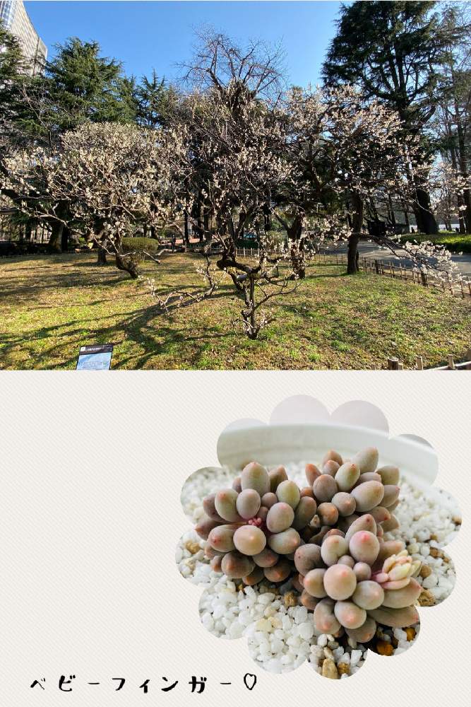 お出かけ先の画像 by 拓海さん | お出かけ先と多肉植物初心者と多肉植物と植物のある暮らしと日比谷公園と楽しいこと見つけようと多肉植物のある暮らしと梅の木。と植物に感謝と拓海家の多肉ファミリー♡と多肉好きと花のある暮らしとベビーフィンガー♡