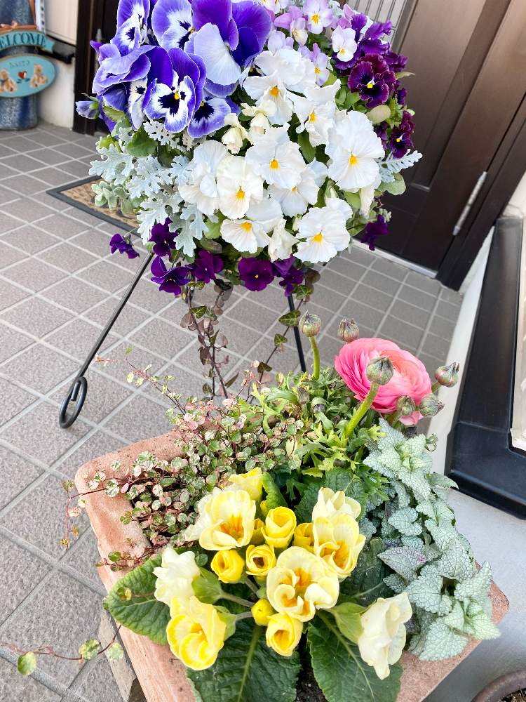 玄関の画像 by あいぽんさん | 玄関と植物大好きと斑入りワイヤープランツ。とガーデニング初心者とお花が好き♡とgsでの出会いに感謝♡と❇︎ラナンキュラスとラミウム♪と実家ガーデンとプリムラジュリアン♡とチーム愛知